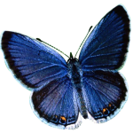 butterfly-png-image-20