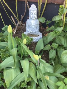 buddhatulip